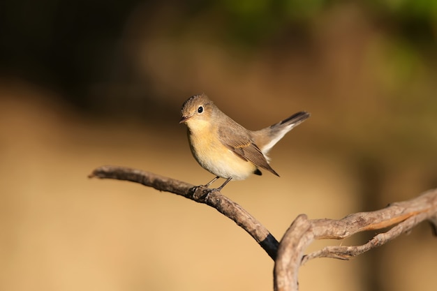 Nahaufnahme der Frau des rotbrüstigen Fliegenfängers (Ficedula parva) im weichen Morgenlicht.