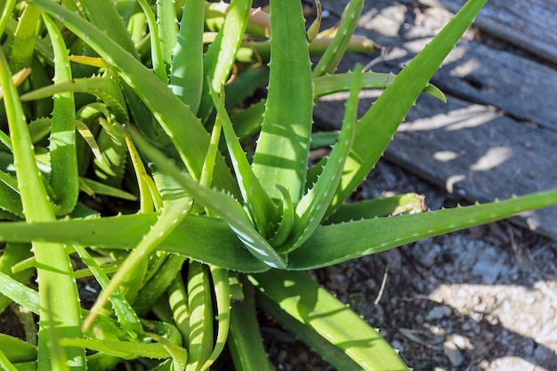 Nahaufnahme der frischen grünen Aloe-Vera-Pflanze im Kräutergarten