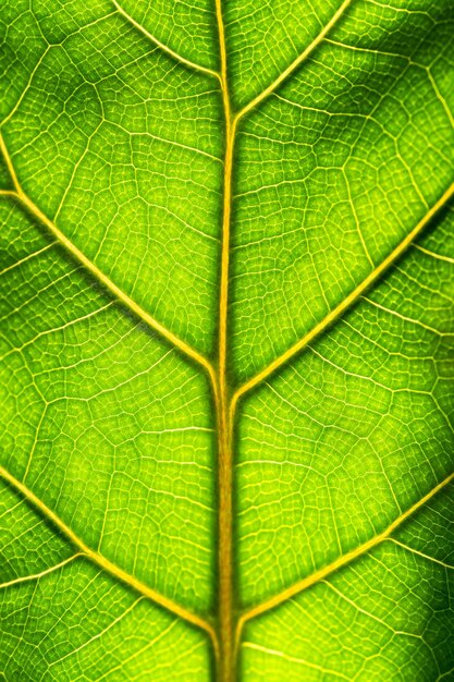 Nahaufnahme der frischen grünen Blattstruktur von Ficus lyrata gegen Sonnenlicht Makrofoto