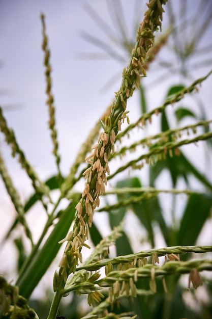 Nahaufnahme der frischen Kornblume, die auf der Plantage wächst