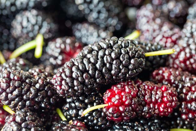 Nahaufnahme der frischen Maulbeerfrucht im Sommer