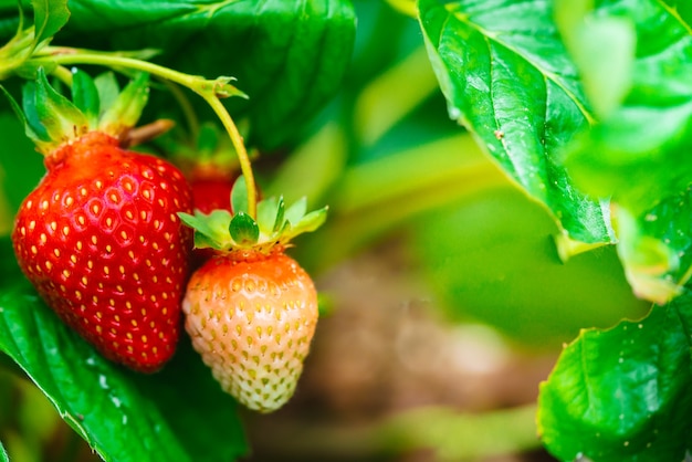 Nahaufnahme der frischen reifen Erdbeere im Garten