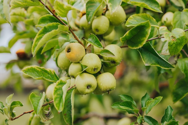 Nahaufnahme der frischen reifen Äpfel auf dem Baum