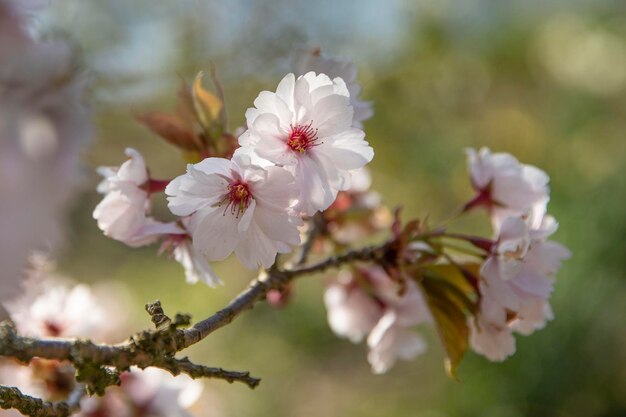 Nahaufnahme der Frühlingsblütenblume