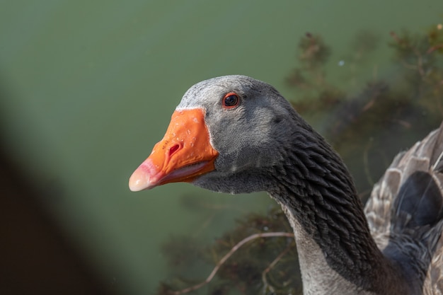 Foto nahaufnahme der gans im teich, der im sonnenlicht schwimmt