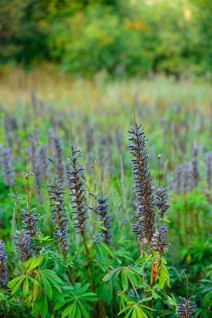 Nahaufnahme der Gartenlupine, die in einem Garten oder Park wächst Makrodetails von blauen Blütenschoten in Harmonie mit der Natur ruhige Wildblumen in einem ruhigen Zen-Wald Zoomen Sie auf trockene Samen auf grünen Blattstielen