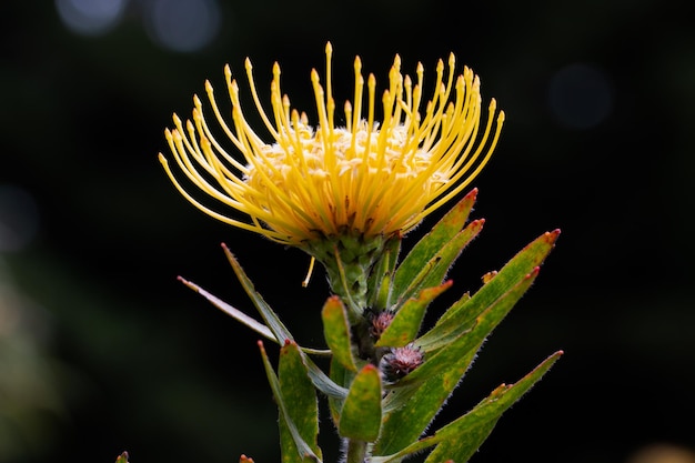 Nahaufnahme der gelben Blüte einer Leucospermum im Garten auf Hawaii