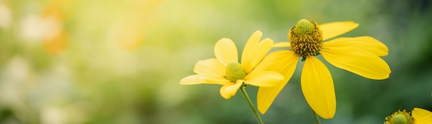 Nahaufnahme der gelben Blume auf unscharfem gereen Hintergrund unter Sonnenlicht mit Bokeh und Kopienraum, der als Hintergrund natürliche Pflanzenlandschaft, Ökologie-Deckblattkonzept verwendet.