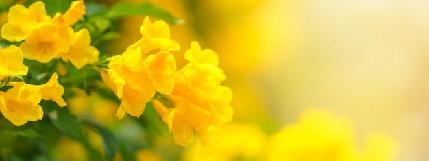 Nahaufnahme der gelben Blume mit grünem Blatt unter Sonnenlicht mit Kopierraum unter Verwendung des Deckblattkonzepts der natürlichen Pflanzenlandschaft als Hintergrund