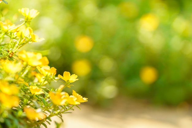 Nahaufnahme der gelben blume und des grünen blattes unter sonnenlicht mit kopienraum unter verwendung des natürlichen pflanzenlandschaftsökologie-tapetenkonzepts des hintergrundes