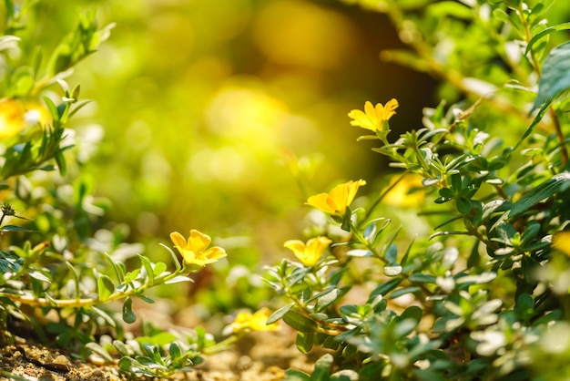 Nahaufnahme der gelben Blume und des grünen Blattes unter Sonnenlicht mit Kopienraum unter Verwendung des natürlichen Pflanzenlandschaftsökologie-Tapetenkonzepts des Hintergrundes