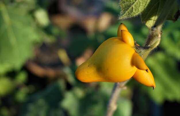 Foto nahaufnahme der gelben früchte auf dem baum