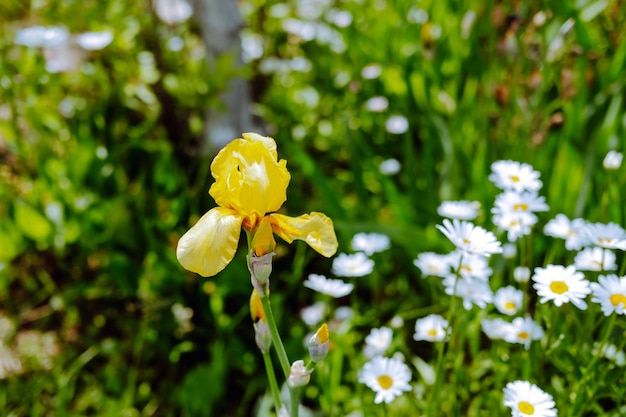 Nahaufnahme der gelben Iris auf einem Hintergrund von Gänseblümchen