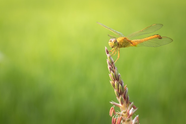 Nahaufnahme der gelben Libelle, die auf Gras ruht