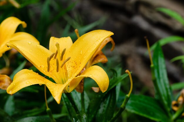 Nahaufnahme der gelben Lilienblume. Lilium sp. Draufsicht.