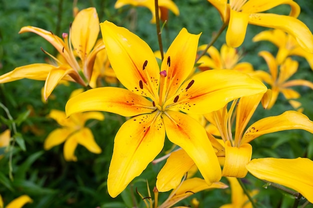 Nahaufnahme der gelben Lilienblume