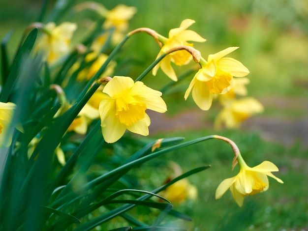 Nahaufnahme der gelben Narzissenblumen.