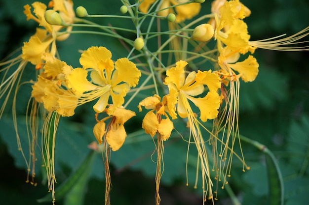 Nahaufnahme der gelben Pfauenblüten.