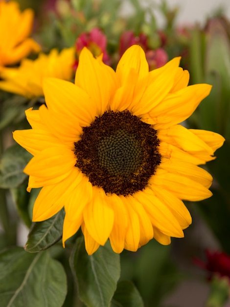 Foto nahaufnahme der gelben sonnenblume in der blüte