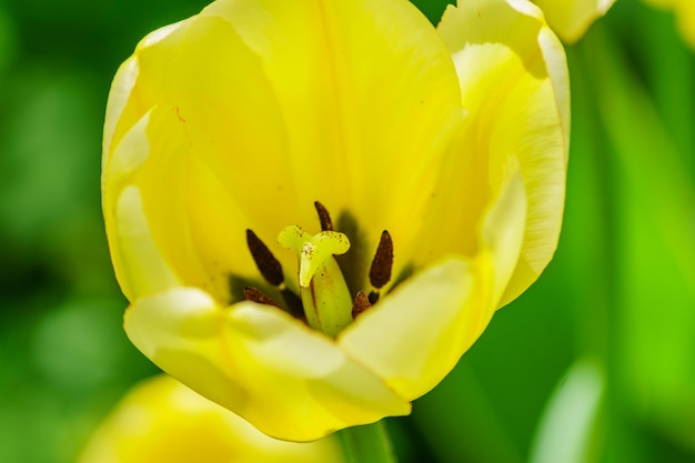 Nahaufnahme der gelben Tulpe auf grünem Hintergrund. Blumen Hintergrund. Sommergartenlandschaft