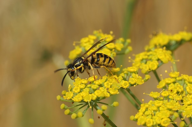 Nahaufnahme der gemeinen Wespe, Vespula vulgaris auf einer gelben Blume