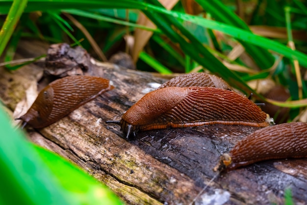 Foto nahaufnahme der gemeinsamen braunen spanischen schnecke auf holzscheit draußen. große schleimige braune schneckenschnecken krabbeln im garten