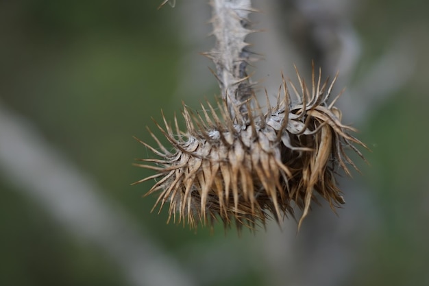 Foto nahaufnahme der getrockneten pflanze