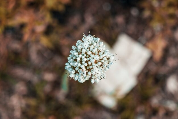 Nahaufnahme der Grasblume und der weißen Blume auf der Außenseite