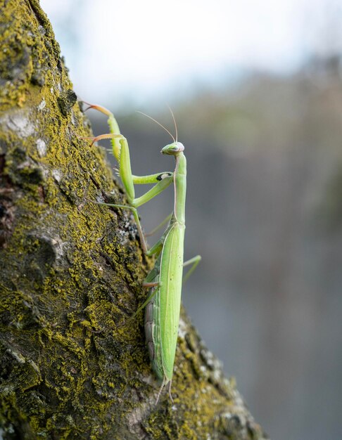 Foto nahaufnahme der grünen gebetsmutter mantis religiosa im freien