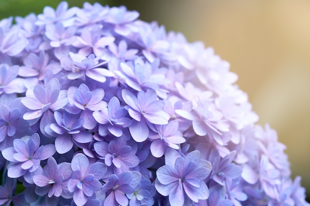 Nahaufnahme der grünen Hortensie (Hortensie macrophylla)