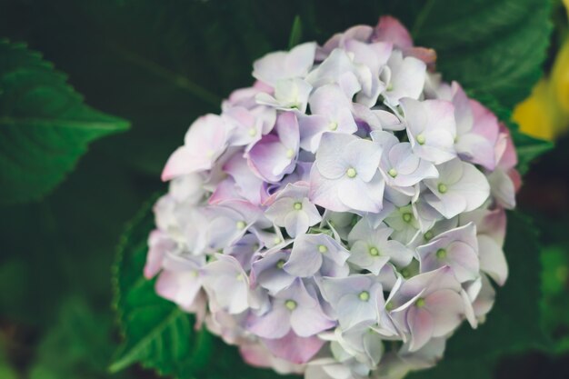 Nahaufnahme der grünen Hortensie (Hydrangea macrophylla) blühen im Frühjahr