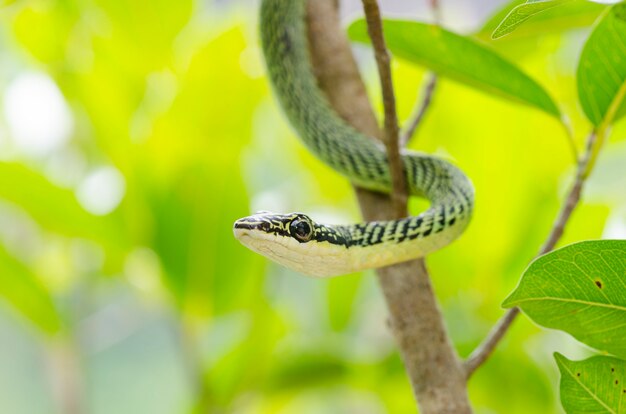 Nahaufnahme der grünen Mambaschlange auf Baum, tropischer Wald, Thailand