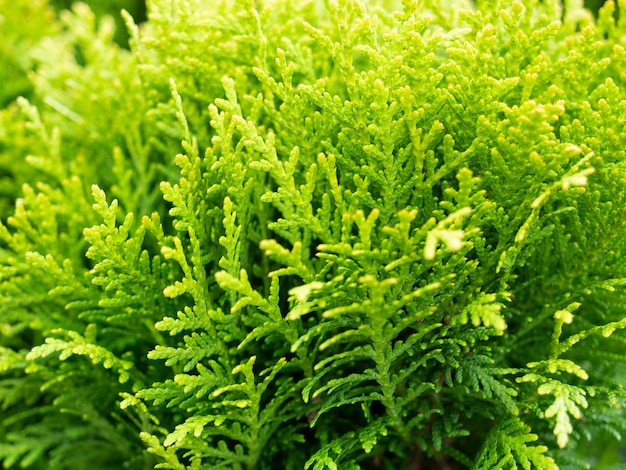 Nahaufnahme der grünen Zweige von Thuja. Selektiver Fokus. Zierpflanze