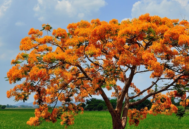 Nahaufnahme der Gruppe Delonix regia Blume