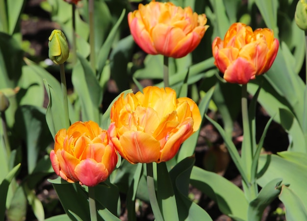 Nahaufnahme der Gruppe schöner orangefarbener Tulpen mit selektivem Fokus im Frühlingsgarten