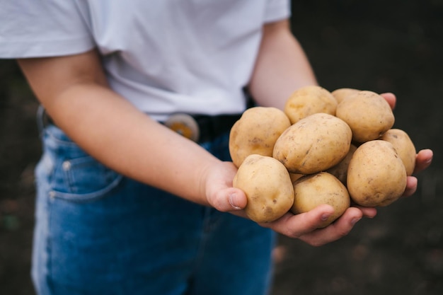 Foto nahaufnahme der hände der frau, die auf ihren ausgestreckten händen ein bündel kartoffeln halten, die aus dem garten gesammelt wurden bauernfeld sommernatur