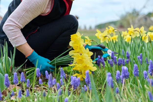 Nahaufnahme der Hände der Frau mit Gartenschere, die Blumen der gelben Narzisse im Frühlingsblumenbeet schneidet