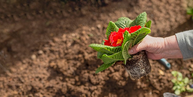 Nahaufnahme der Hände einer älteren Frau, die eine Blume in einem Sommergarten hält. Alte Person, die im Garten arbeitet und Blumen im Garten pflanzt