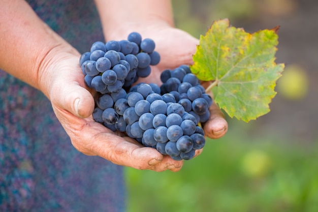 Nahaufnahme der Hände eines Winzers oder Weinbauern, der die Weinlese inspiziert