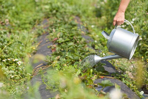 Nahaufnahme der Hand der Frau, die eine Gießkanne aus Metall hält und Erdbeerpflanzen gießt Gartenkonzept