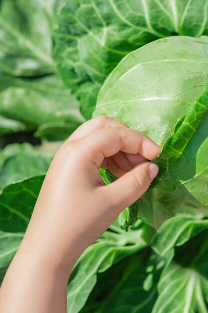 Nahaufnahme der Hand des Kindes, das Blatt des Weißkohls berührt. Kohl ernten.