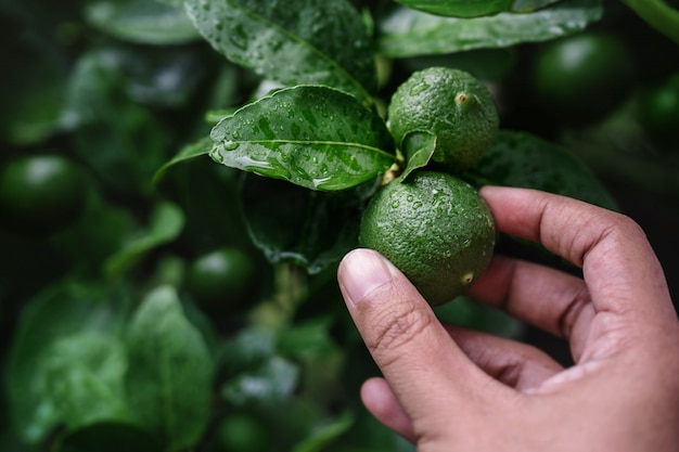 Nahaufnahme der Hand des Landwirts eine frische grüne Zitrone im Biohof auswählend