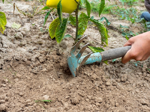 Nahaufnahme der Hand einer Frau mit Hacke entfernt Unkraut unter einem Busch aus gelbem Paprika. Gartenarbeit, Pflanzenpflege, Seitenansicht