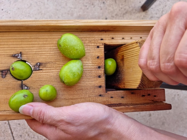Nahaufnahme der Hand eines Bauern, die Oliven öffnet