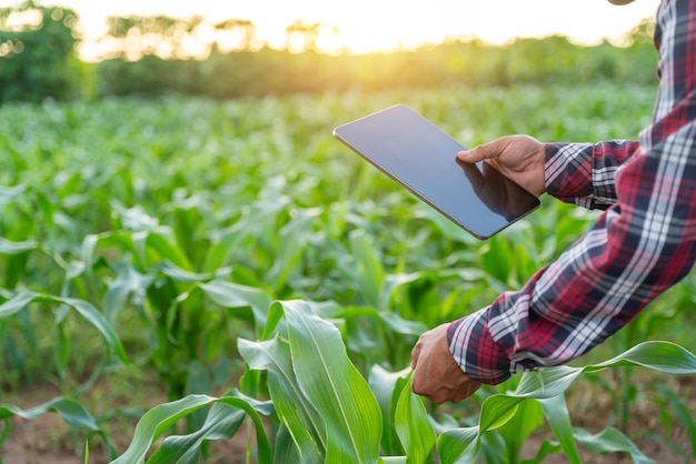 Nahaufnahme der Hand eines Landwirts, der die Qualität durch Tablet-Landwirtschaft überprüft. Modernes Technologiekonzept. Konzept der natürlichen Landwirtschaft