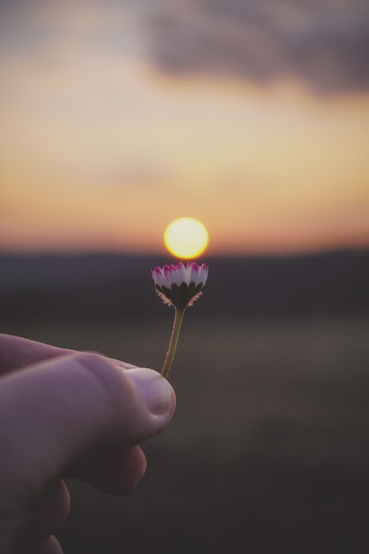 Nahaufnahme der Hand eines Mannes, die eine Blume mit der verschwommenen goldenen untergehenden Sonne im Hintergrund hält