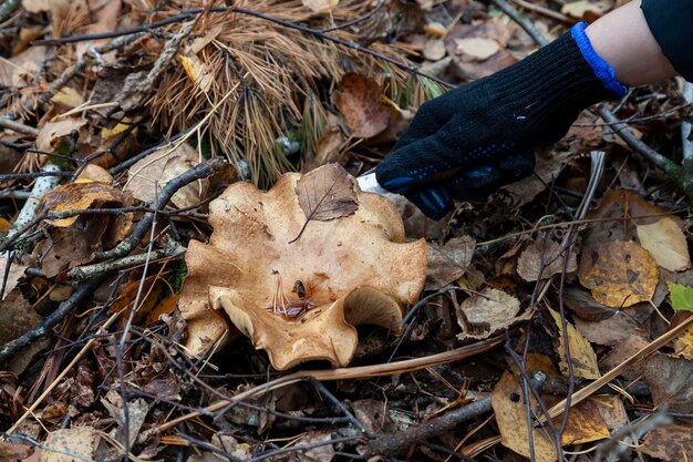 Nahaufnahme der Hand eines Mannes mit einem Messer, der einen großen Pilz mit beigem Hut abschneidet, der zwischen Herbstblättern und von den Bäumen gefallenen Fichtennadeln versteckt ist. Essen und Pilze sammeln