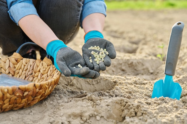 Nahaufnahme der Hand in Gartenhandschuhen, die grüne Erbsen mit Schaufel in den Boden pflanzen