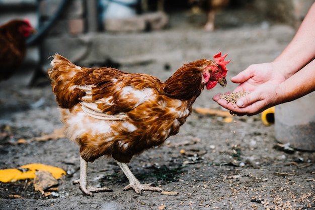 Nahaufnahme der Handfütterungkörner zum Huhn im Bauernhof