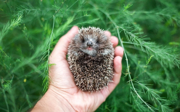 Foto nahaufnahme der handhaltungsanlage